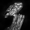 Sycek obecny - Athene noctua - Little Owl 3954bw